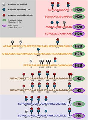 Beyond Histones: New Substrate Proteins of Lysine Deacetylases in Arabidopsis Nuclei